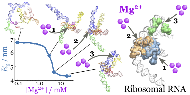 Mg-induced Folding of the central domain of 16S rRNA